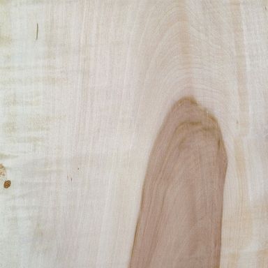 Alisier Torminal - 40mm